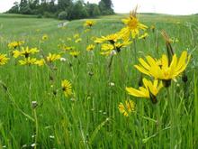 Landschaftspflegebonus Landschaftspflegebonus